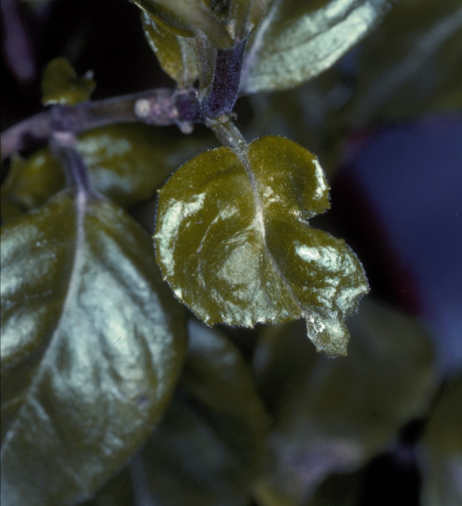 Leaf distortion caused by thrips feeding. Image © ADAS Horticulture
